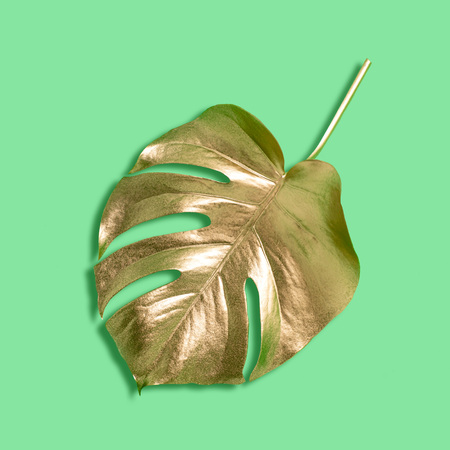 Golden leaves of monster on green background. Trendy colors. Modern creative concept. Minimal styleの写真素材
