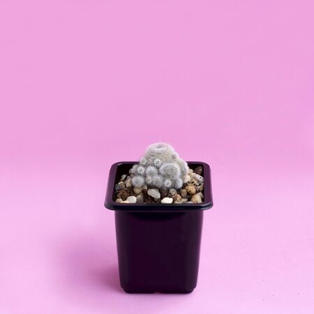 Small homemade cactus in plastic pot on pink background. Succulent plants. Rebutia. Minimal fashionable design with cacti or succulentsの写真素材