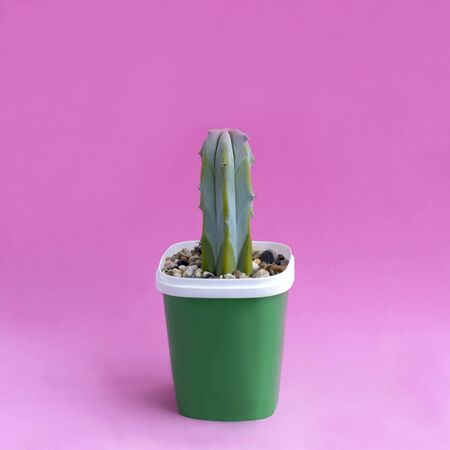Small homemade cactus in plastic pot on pink background. Succulent plants. Myrtillocactus. Minimal fashionable design with cacti or succulentsの写真素材