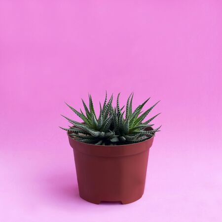 Homemade cactus in plastic pot on pink background. Succulent plants. Haworthia fasciata. Minimal fashionable design with cacti or succulentsの写真素材