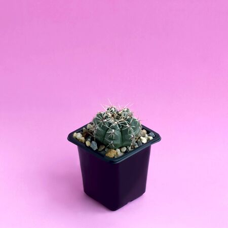 Small homemade cactus in plastic pot on pink background. Succulent plants. Gymnocalycium Baldianum. Minimal fashionable design with cacti or succulentsの写真素材