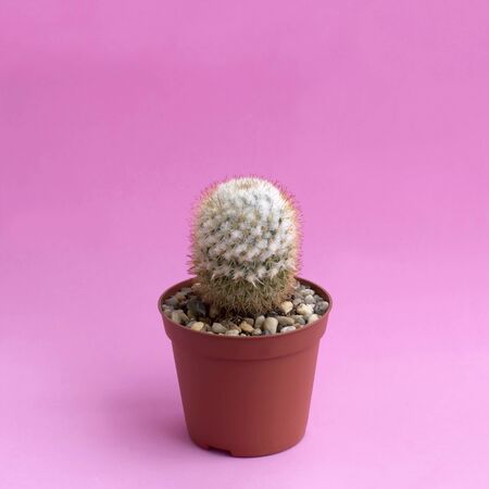 Small homemade cactus in plastic pot on pink background. Succulent plants. Mammillaria columbiana. Minimal fashionable design with cacti or succulentsの写真素材