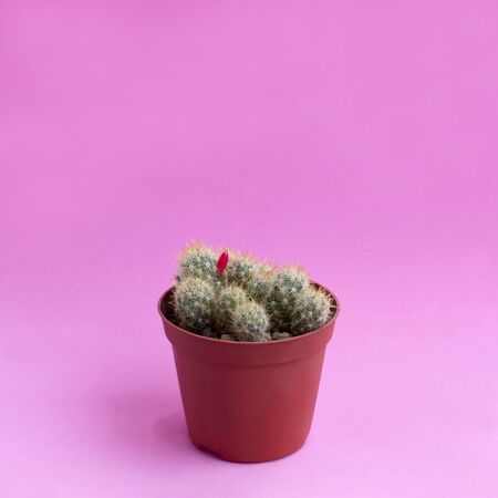 Small homemade cactus in plastic pot on pink background. Succulent plants. Mammillaria prolifera. Minimal fashionable design with cacti or succulentsの写真素材