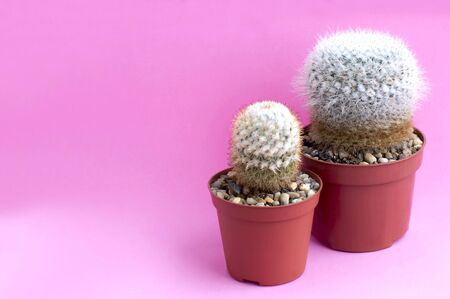 Homemade cacti in plastic pot on pink background. Succulent plants. Mammillaria geminispina and Mammillaria columbiana. Minimal fashionable design with cacti or succulentsの写真素材
