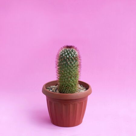 Small homemade cactus in plastic pot on pink background. Succulent plants. Mammillaria backebergiana. Minimal fashionable design with cacti or succulentsの写真素材