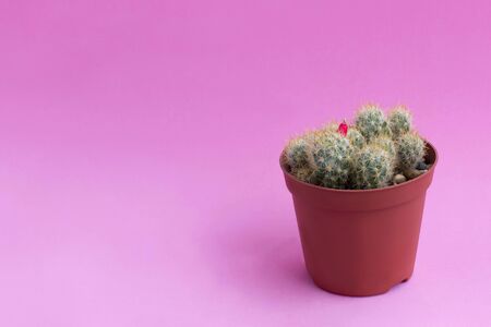 Small homemade cactus in plastic pot on pink background. Succulent plants. Mammillaria prolifera. Minimal fashionable design with cacti or succulentsの写真素材