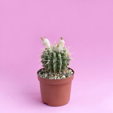 Small homemade cactus in plastic pot on pink background. Succulent plants. Notocactus submammulosus. Minimal fashionable design with cacti or succulentsの写真素材