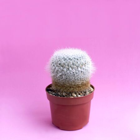 Small homemade cactus in plastic pot on pink background. Succulent plants. Mammillaria geminispina. Minimal fashionable design with cacti or succulentsの写真素材