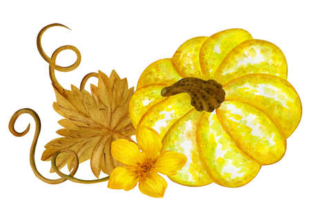 Watercolor composition with yellow pumpkin, flowers and leaves. Hand painted watercolor illustration isolated on white background. Pumpkin harvest season. Autumn holidays Thanksgiving and Halloweenの写真素材