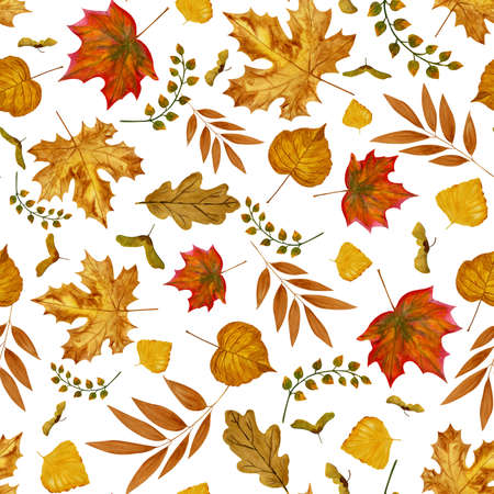 Watercolor seamless pattern of various autumn leaves. Seasonal changes in color of leaves of maple, oak, birch, linden, poplar. Design elements isolated on whiteの写真素材