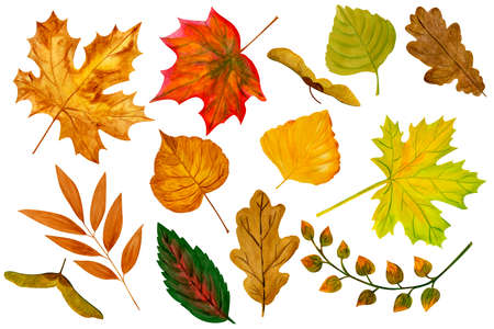 Watercolor set of different autumn leaves. Seasonal changes in color of leaves of maple, oak, birch, linden, poplar. Design elements isolated on white background. Hand drawn watercolor illustrationの写真素材