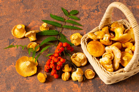 Fresh chanterelle mushrooms in wicker basket. Organic chanterelles and rowan branch on reddish-brown background. Autumn harvest. Wild chanterelles are used in vegan, dietary food and herbal medicineの写真素材