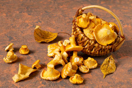Wild chanterelle mushrooms fall out of wicker basket. Organic fresh chanterelles on reddish-brown textured background. Autumn harvest. Chanterelles are used in vegan, dietary food and herbal medicineの写真素材