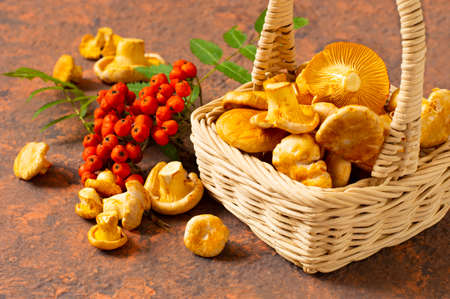 Fresh chanterelle mushrooms in wicker basket. Organic chanterelles and rowan branch on reddish-brown background. Autumn harvest. Wild chanterelles are used in vegan, dietary food and herbal medicineの写真素材