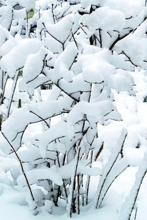 Bushes covered with snow after heavy snowfall. Thick layer of snow on branches