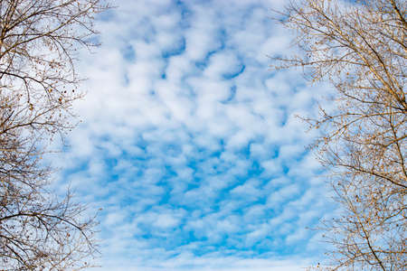 Branches of trees without leaves against sky with cirrus clouds. Rare view of cirrus clouds on calm autumn day. Spindrift clouds. Beautiful background. Graceful autumn natureの写真素材