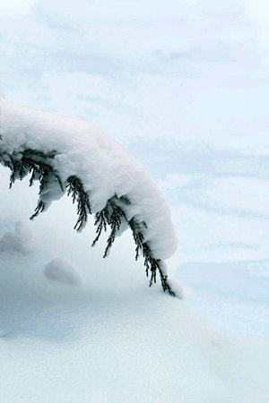 Thuja branch, covered with snow after heavy snowfall, bent to ground. Thick layer of snow on branchの写真素材