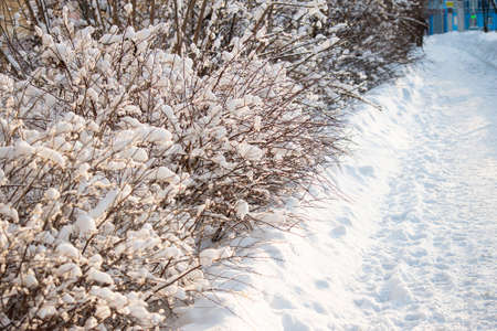Bushes covered with snow after heavy snowfall. Thick layer of snow on branchesの写真素材