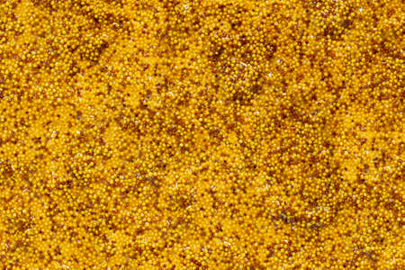 Abstract Dijon mustard background with dark and light mustard seeds. mustard seasoning textureの写真素材