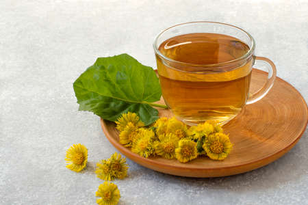Herbal tea with medicinal plant coltsfoot (Tussilago farfara), fresh flowers and leaves of coltsfoot on tableの写真素材