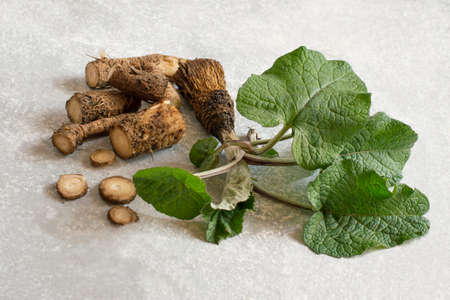 Medical plant burdock. Burdock roots and leaves on gray concrete background. It is used for herbal medicine and healthy foodの写真素材