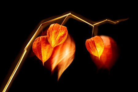 Physalis flowers with effect of luminous silhouette, neon lines. Magic of illuminating patterns around flowers. colorful image of flowers for creative designの写真素材