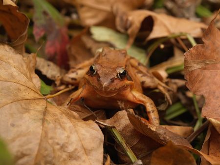autumn brown frog in the fallen leavesの写真素材