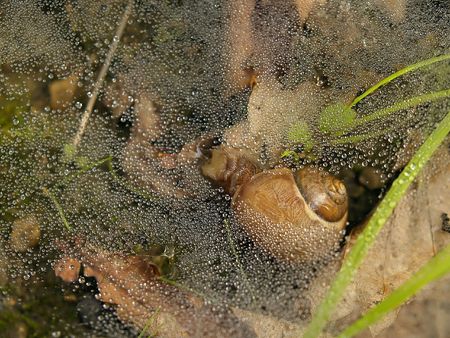 forest snail under dew web