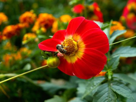 bee on the red yellow flowerの写真素材