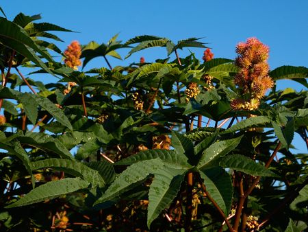 mix of garden plants against blue sky