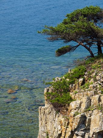 pine rockの写真素材