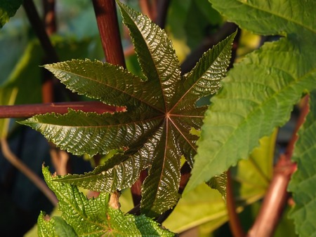 floral organic leave background       の写真素材