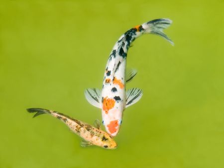 koi fishes in the pondの写真素材