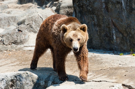 Brown bear at rockの写真素材