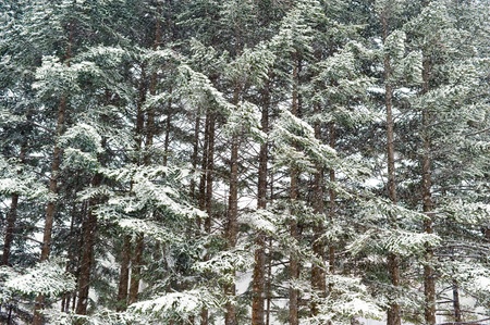 winter taiga forest under snowfall wallpaper background の写真素材