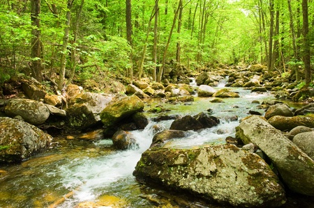 fall forest stream Smolny in russian primorye reserve の写真素材