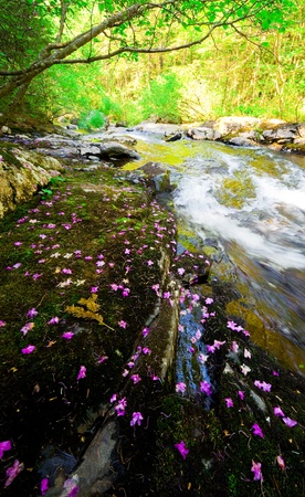 Rhododendron dauricum bagulnik fallen flowers on stream Smolny in russian primorye reserveの写真素材