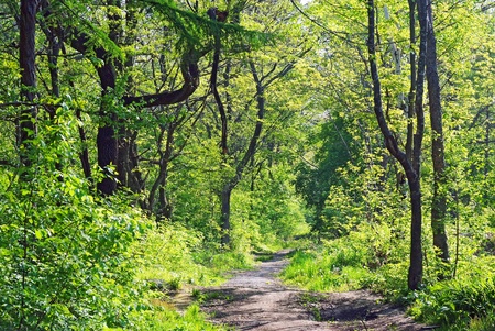 park alley in sunset light 
の写真素材