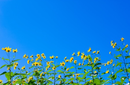 yellow sun flowers over blue sky background の写真素材