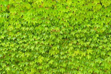Wall background from green leaves of a creepers plant の写真素材