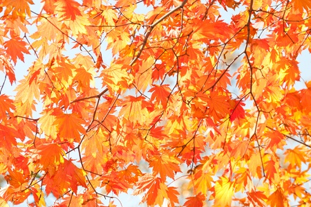 red yellow fall maple leafs illuminated by sun natural background の写真素材