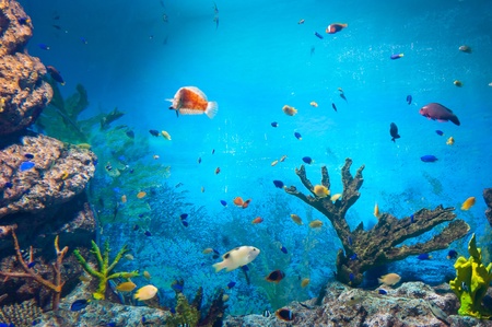 torpical fishes at Seoul Coex Oceanarium 