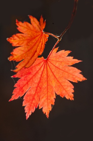 red yellow fall maple leafs illuminated by sun natural background