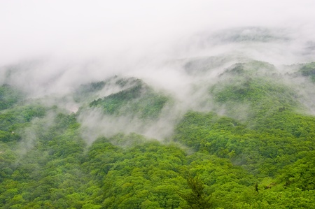 foggy forest view of Seorak-san National Park, South korea の写真素材