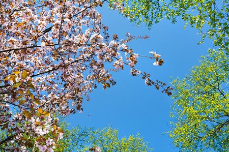 spring blooming apple trees at blue sky background