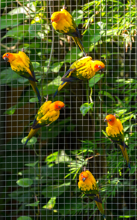 Colorful parrots in safari world, Bangkok Thailand