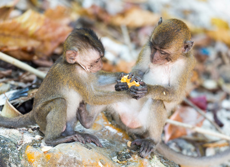 Fighting monkey cubs at the Monkey Beach of Phi Phi Island at Thailandの写真素材