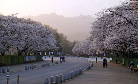 cherry blossoms blossming in spring in seoul south korea taken at Seoul Grand Parkの写真素材
