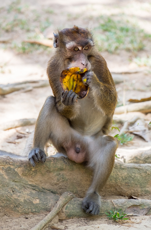 Monkey eating bananas at Calauit Safari Park of Busuanga island, Palawan, Philippinesの写真素材