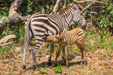 Zebra feeding her cub at Calauit Safari Park of Busuanga island, Palawan, Philippinesの写真素材